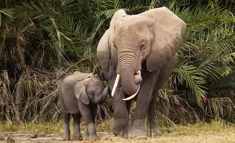 Kenya upmarket safari programs