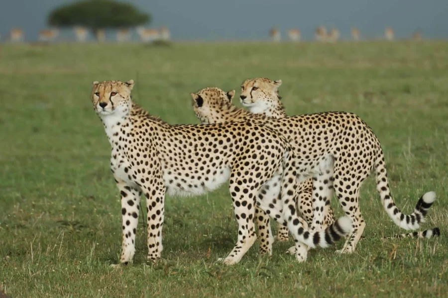 6 Days Kicheche Mara Wilderness Safari