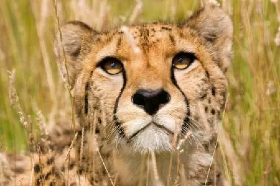 Ngorongoro Extension (2 Nights)