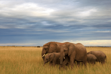 Top 8 Things To Consider When Travelling To Kenya