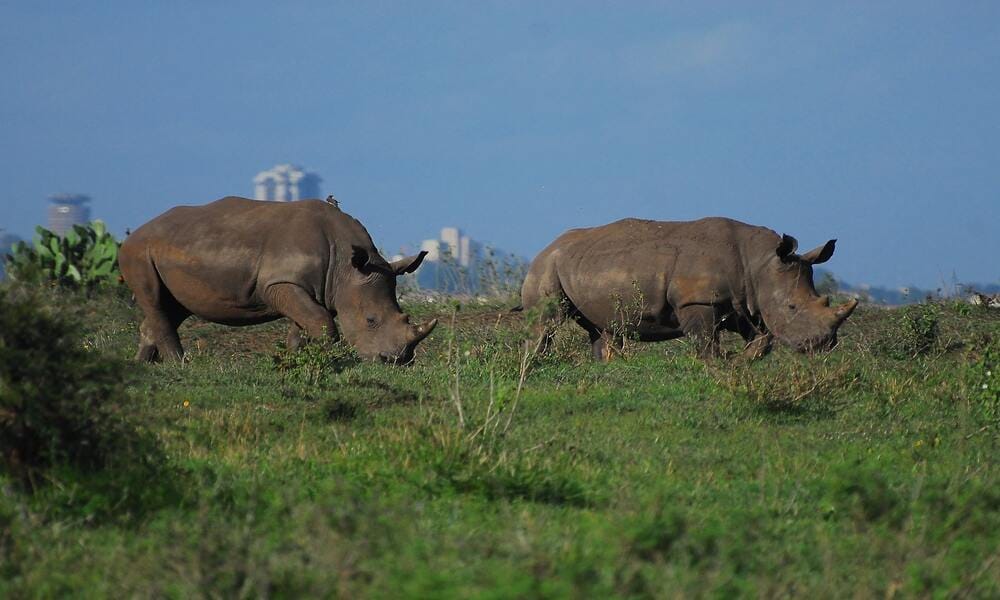 Visit World’s only Wildlife Capital – Nairobi National Park, Kenya!