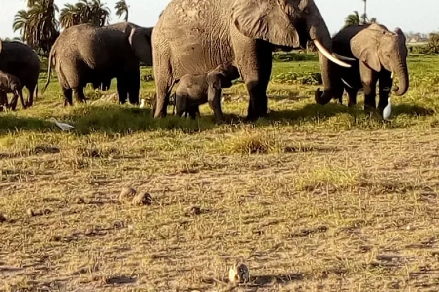 Tanzania deluxe safari programs