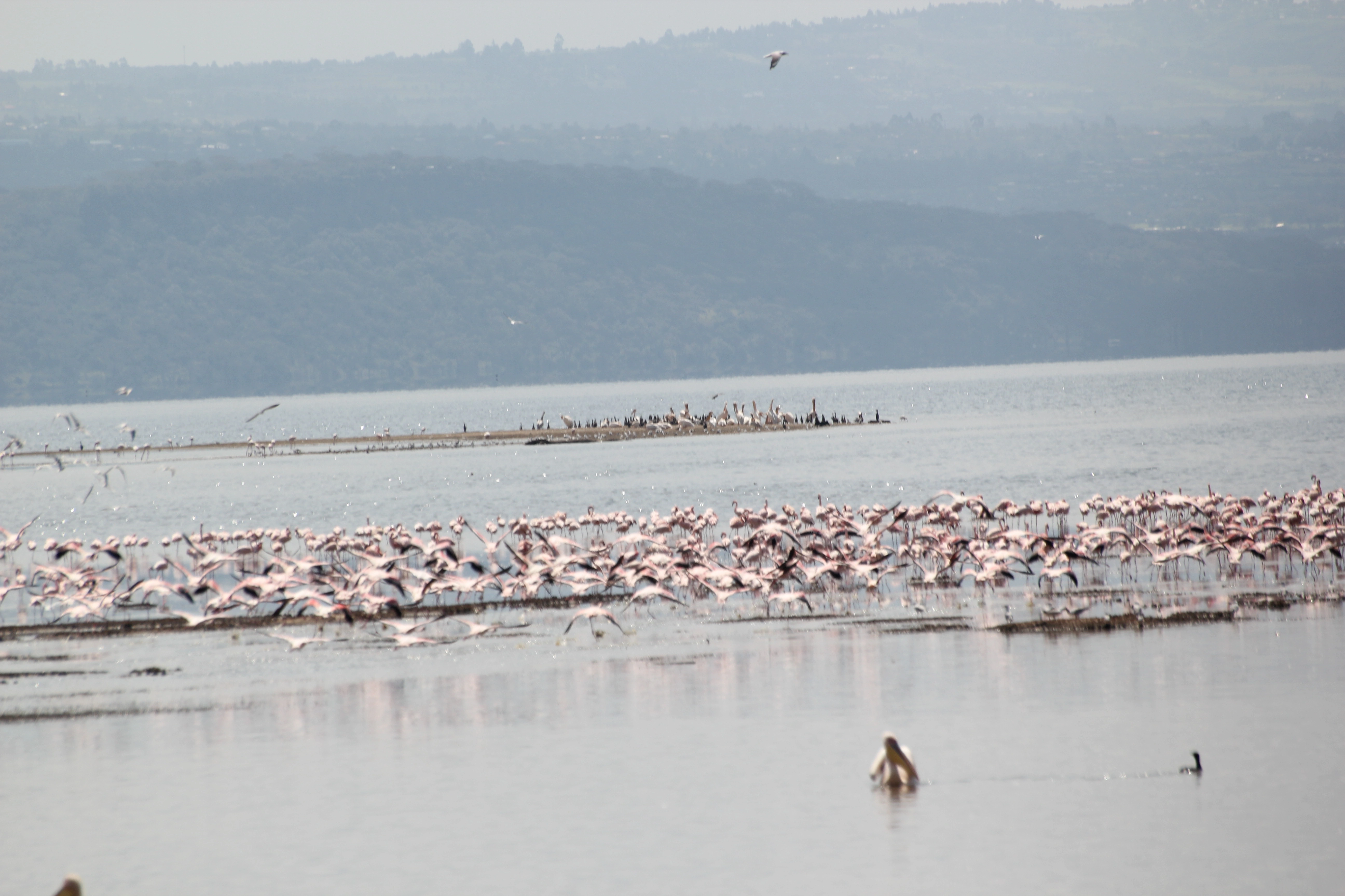 Safari Mamba (11 Days)