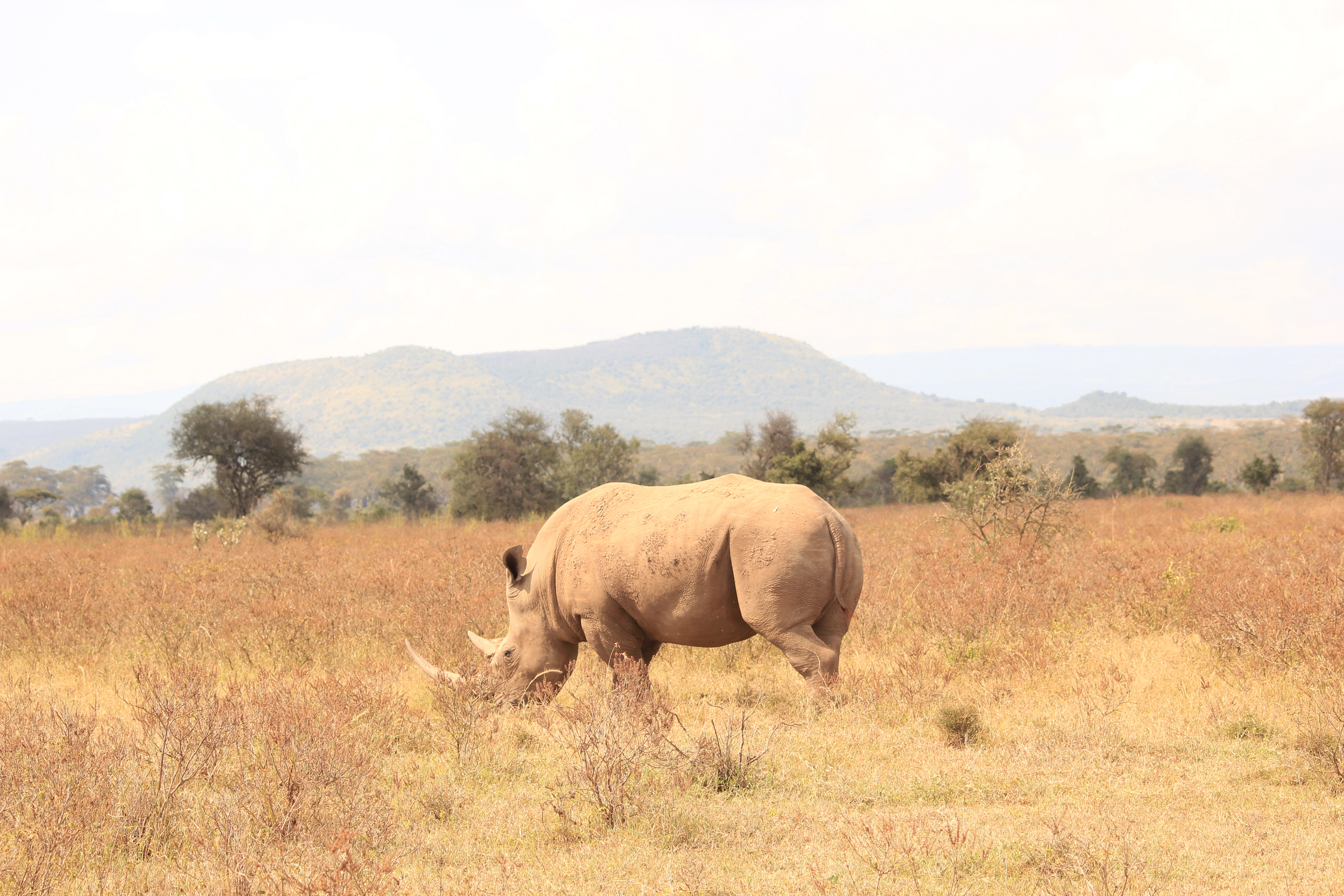 Kenya budget safari programs