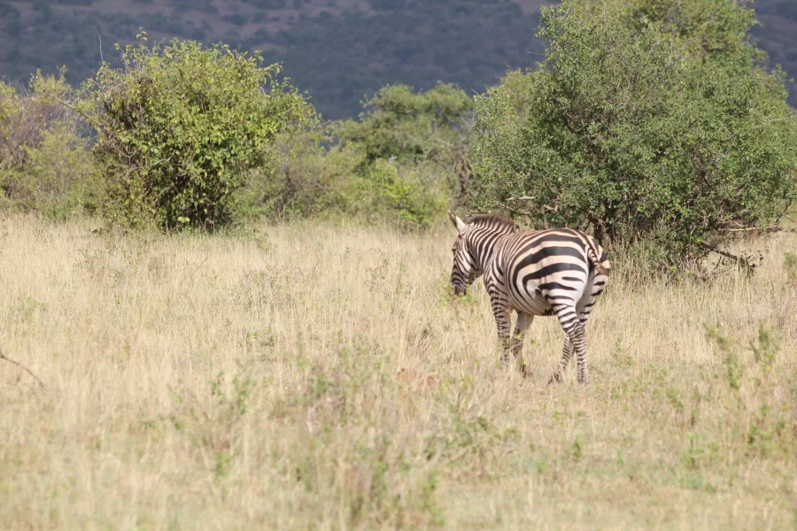 8 Days Zambia Botswana Safari
