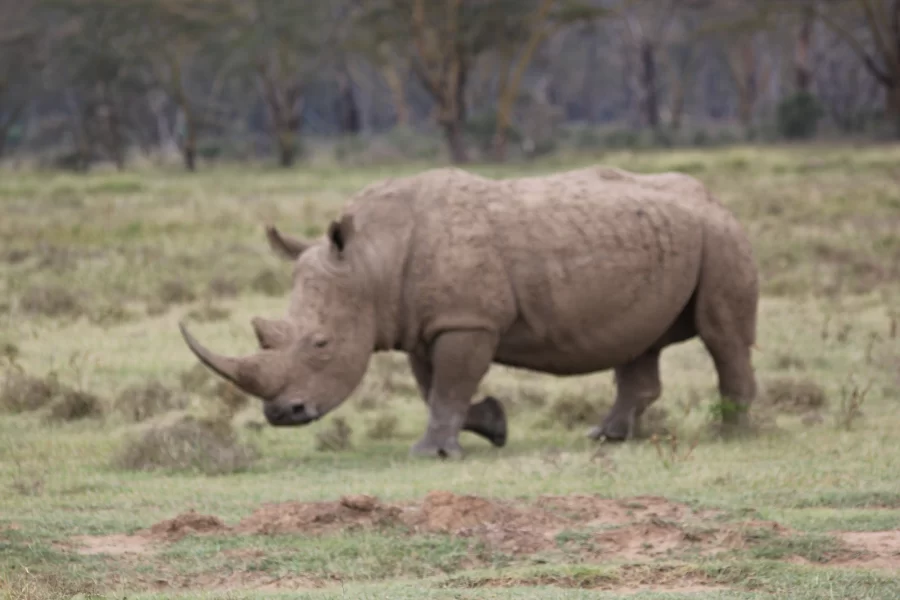 masai mara 4 day safari