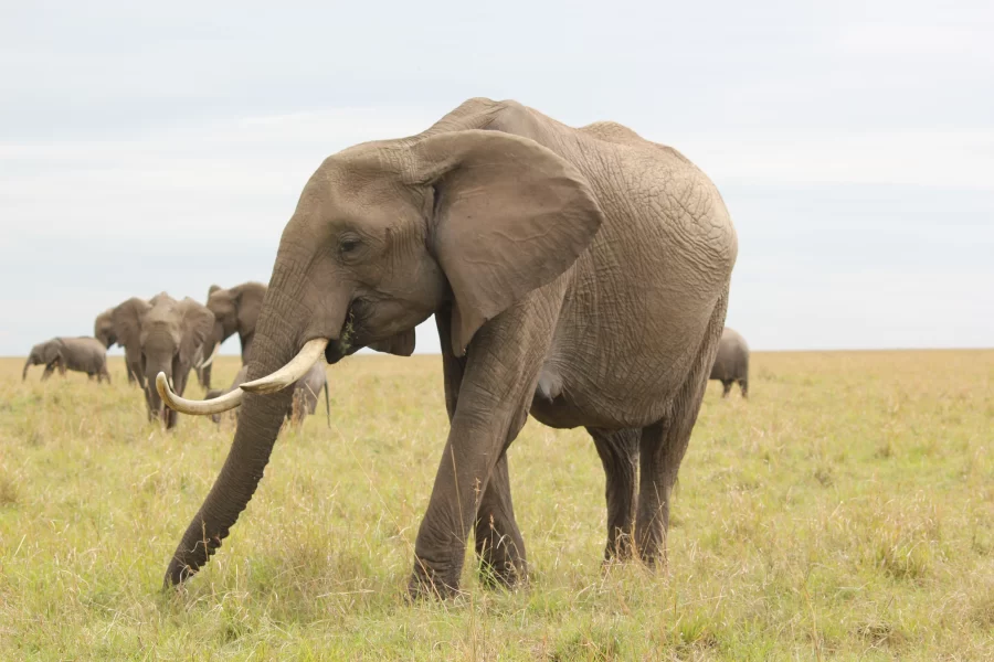 Saadani National Park