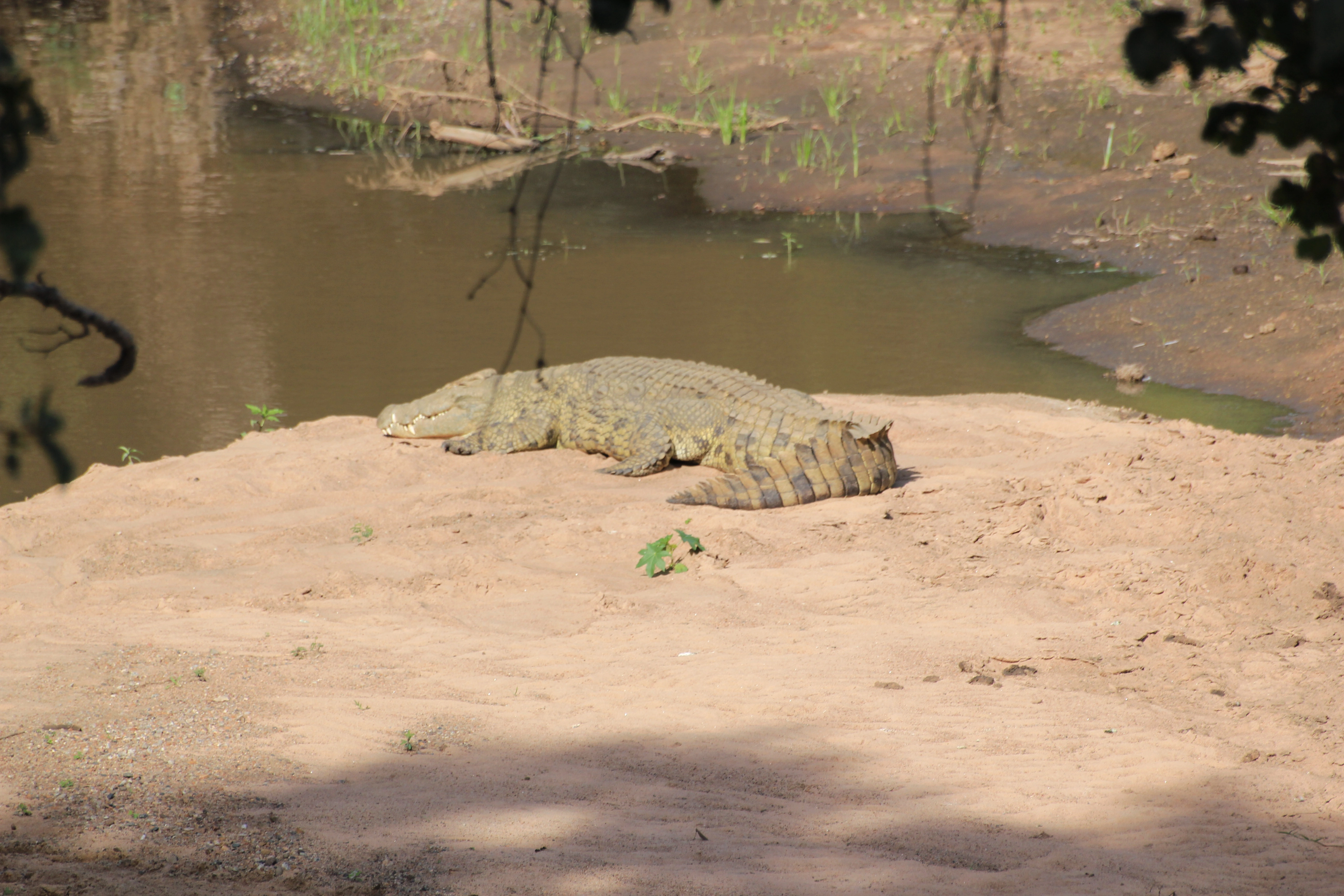 Safari Mamba (11 Days)