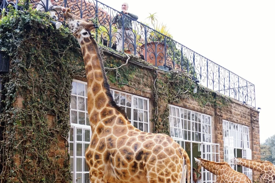 Giraffe Ark Game Lodge