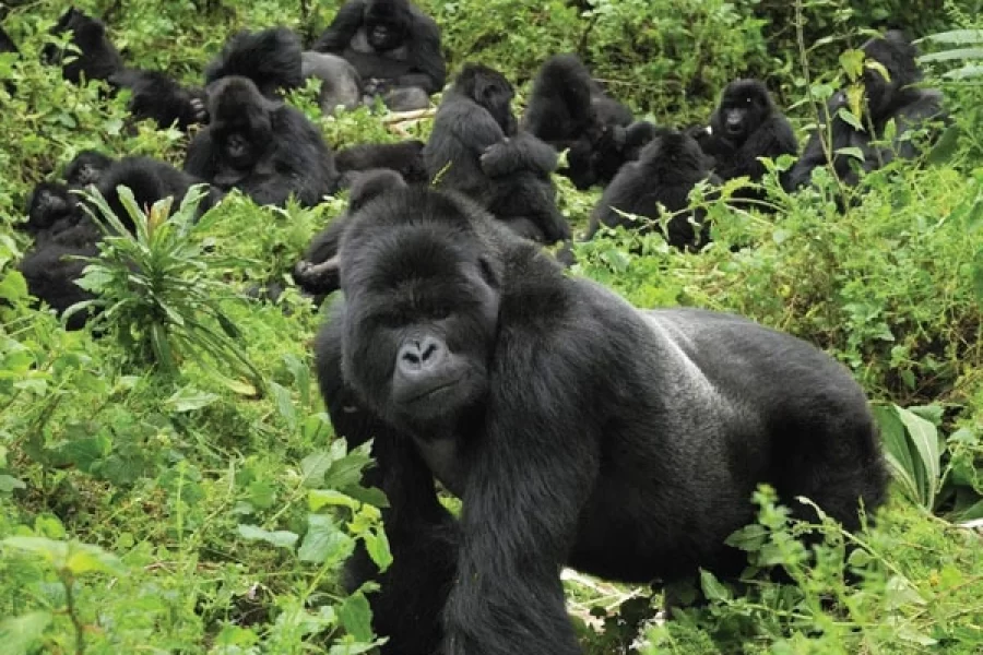4 Days Uganda Mgahinga Gorilla Trek Via Kigali