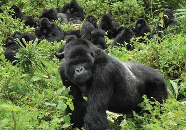 6 Days Rwanda Wildlife And Primate Adventure Safari