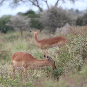 Tanzania National parks