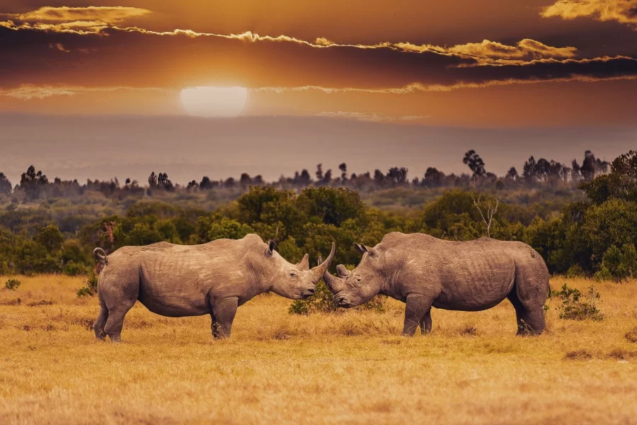 big five safari kenya | big 5 safari kenya