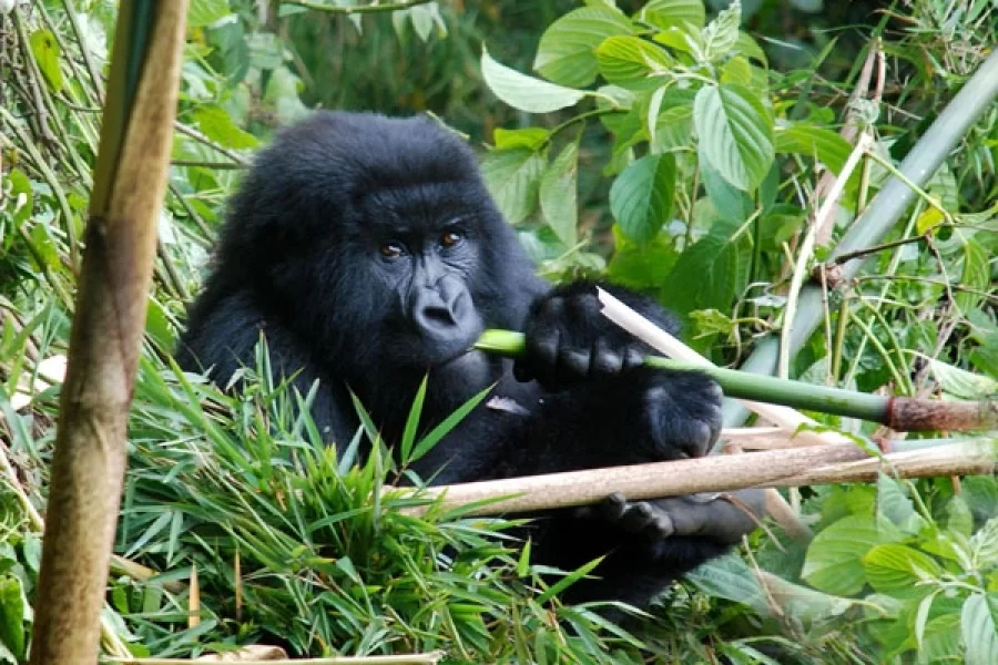 9 Days Uganda Pearl Of Africa