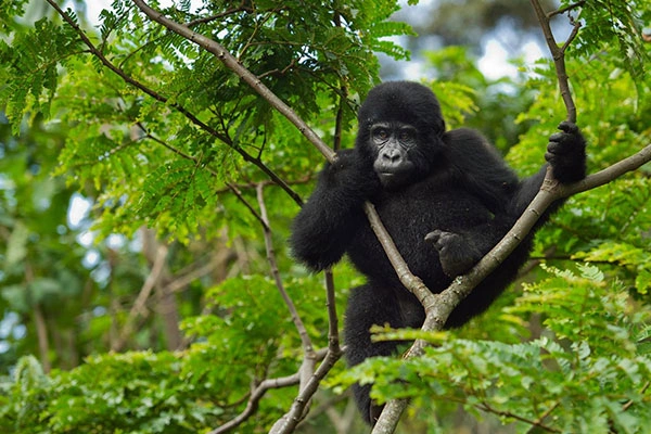 3 Days Rwanda Express Gorilla Trek