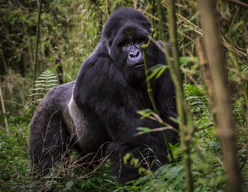 4 Days Classic Rwanda Primate Trekking