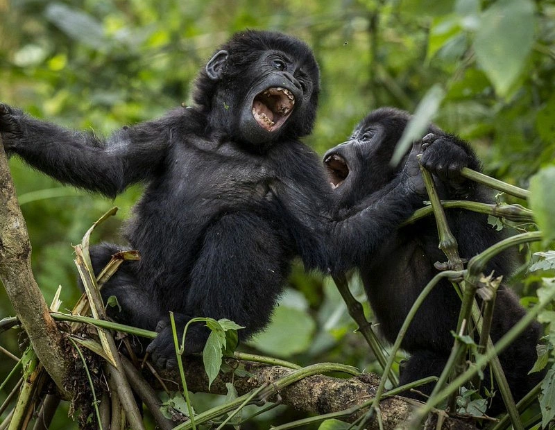 4 Days Classic Rwanda Primate Trekking