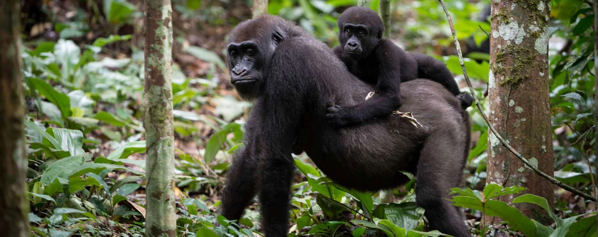4 Days Classic Rwanda Primate Trekking