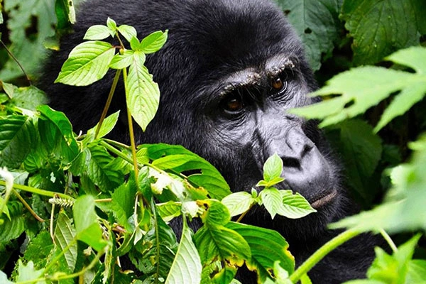6 Days Rwanda Wildlife And Primate Adventure Safari