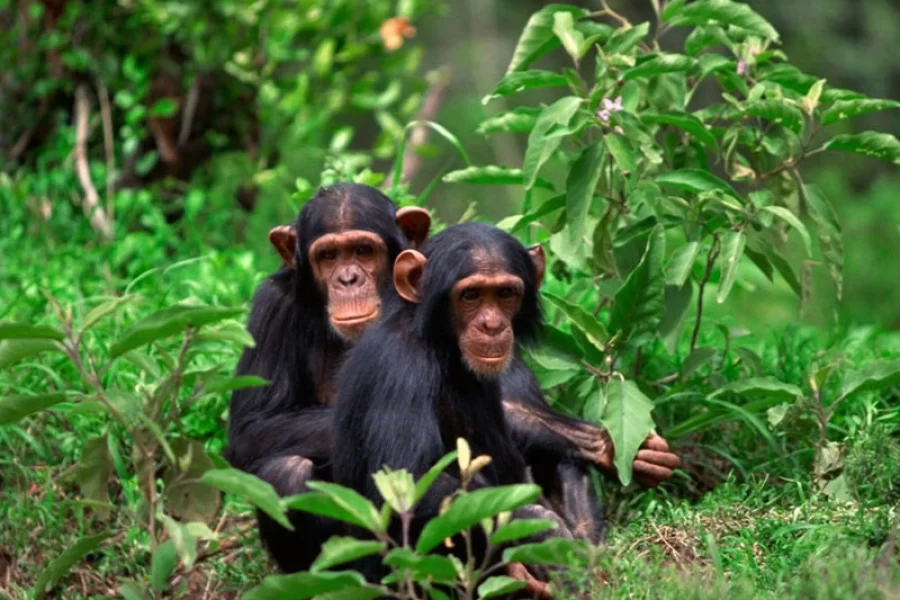 5 Days Uganda Adventure Safari