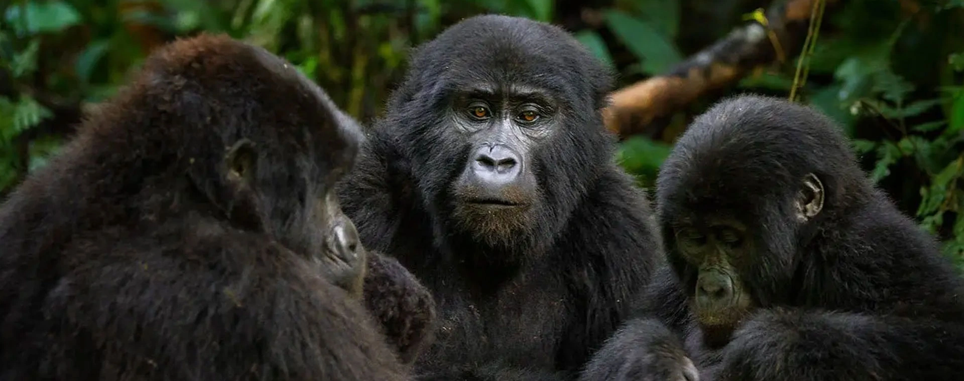 6 Days Rwanda Wildlife And Primate Adventure Safari