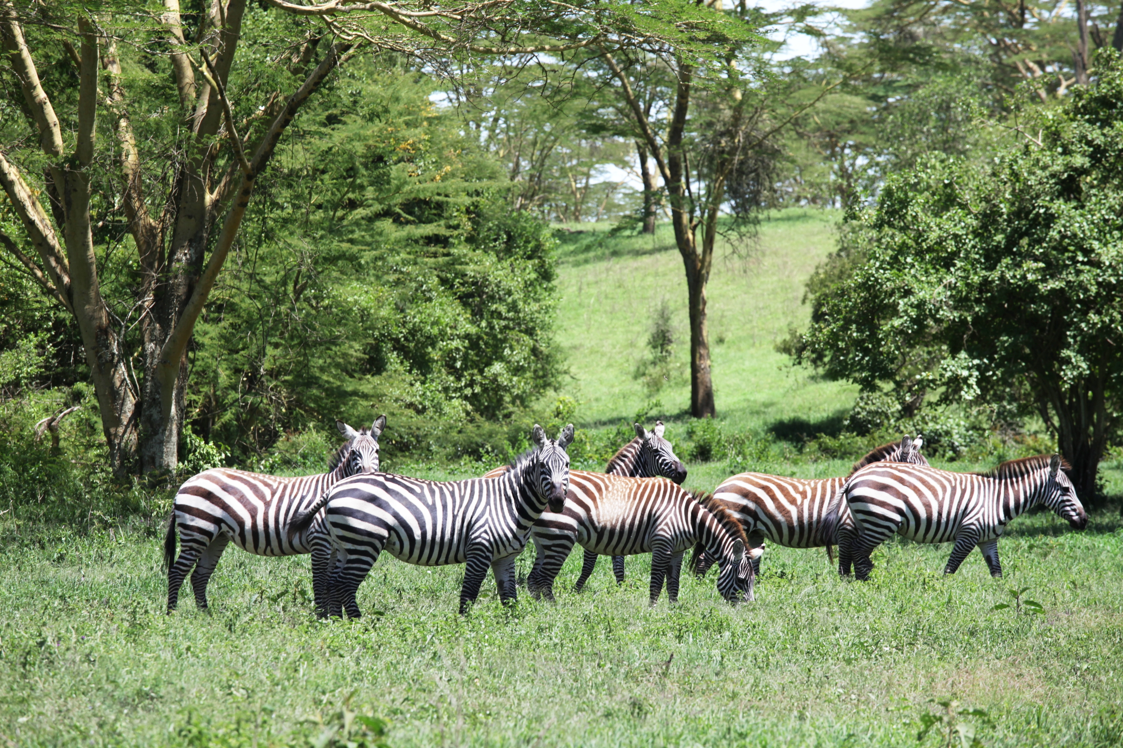 Group & Incentives Safaris