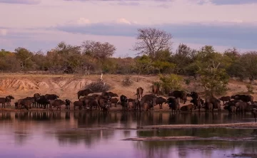 Bufallo Springs Game Reserve