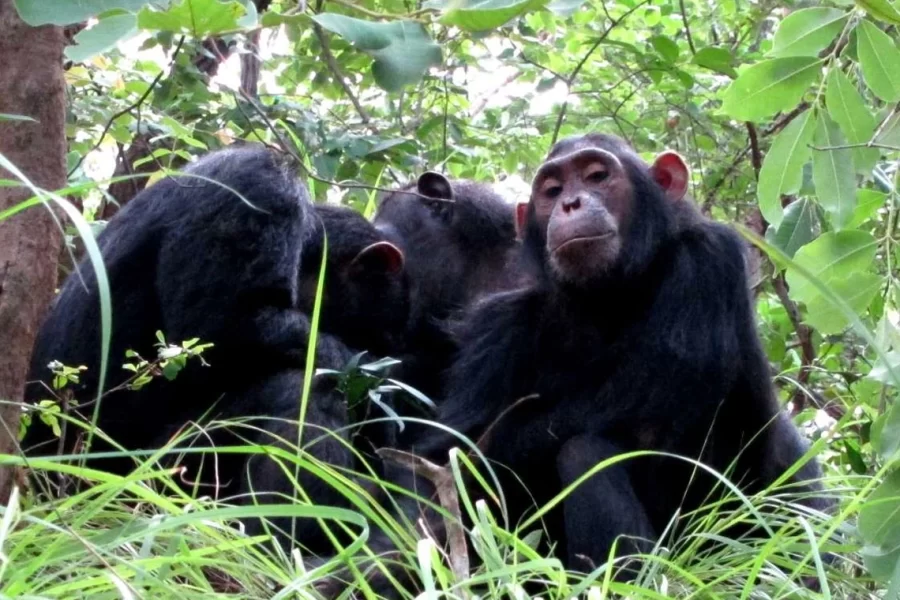 Murchison Falls – Kibale Forest – QE – Gorillas & Lake Mburo (11 days)