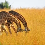 affordable kenya and tanzania safari