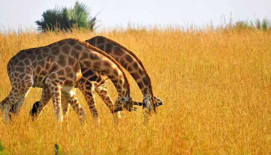 affordable kenya and tanzania safari
