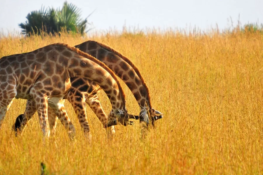 affordable kenya and tanzania safari