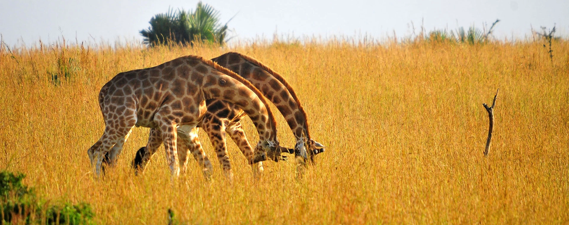 Discover Affordable Kenya and Tanzania Safari with Diwaka Safaris