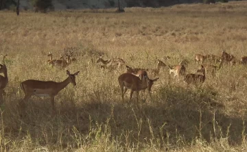 Kisumu Impala Santuary
