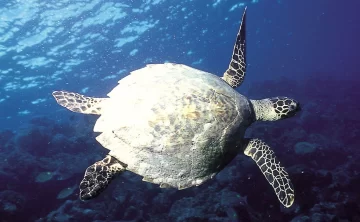 Kiunga Marine National Park