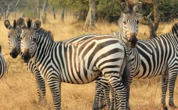lake mburo national park