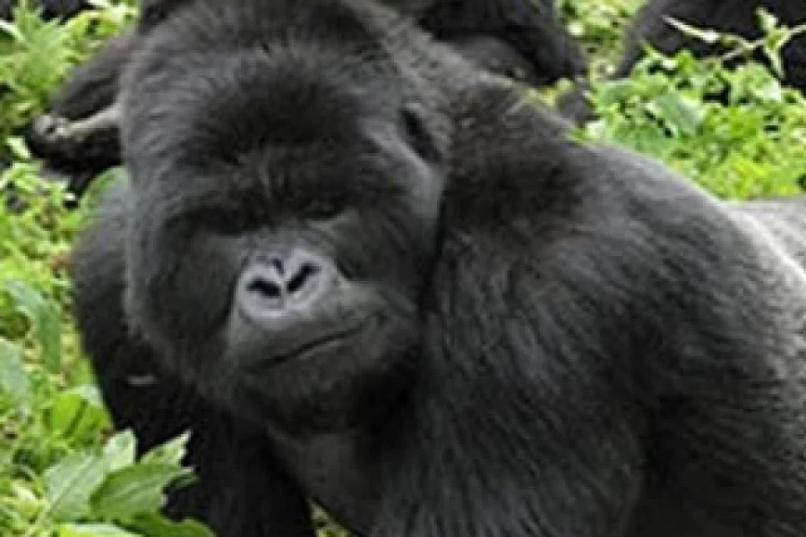 Murchison Falls – Kibale Forest – QE – Gorillas & Lake Mburo (9 days)