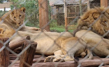 Nairobi Animal Orphanage
